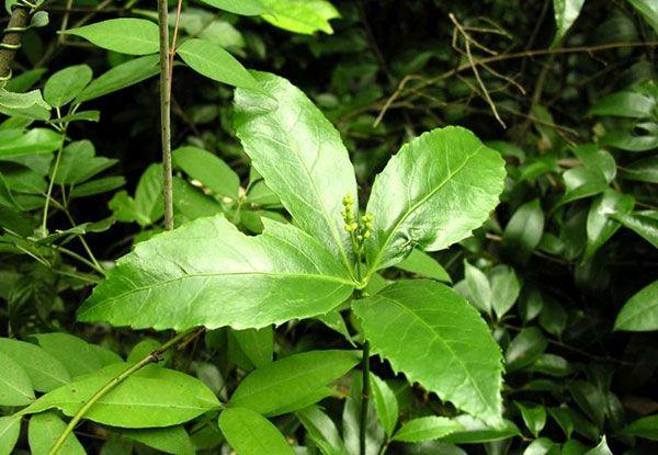 (《广西中草药》) 5,治伤口溃烂:接骨金粟兰茎,叶适量,煎水外洗.