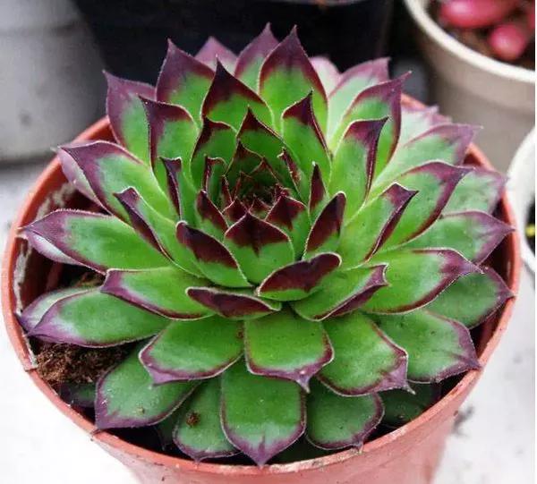 多肉观音莲爆盆图片