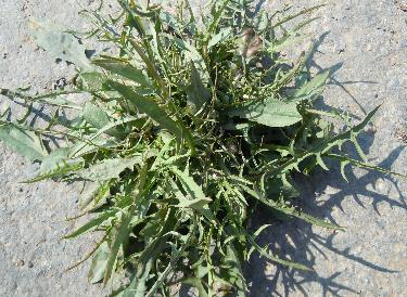 婆婆丁野菜 a7oi290225725417544.jpg