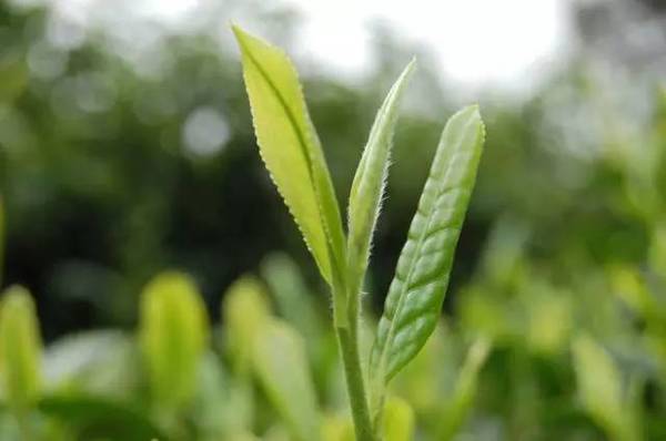 都匀毛尖不愧为世界名茶!看完这些,你一定服气