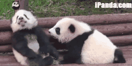 峨眉山熊猫大世界要来了,爽翻!