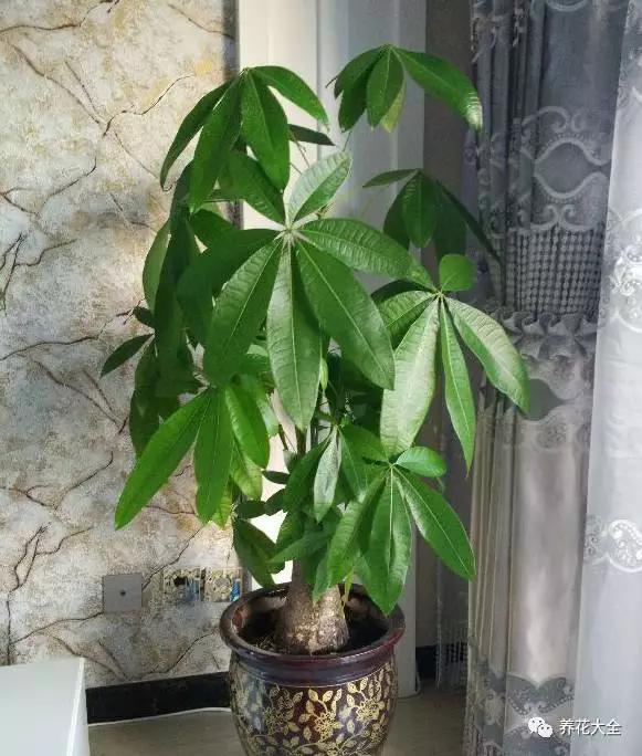 植物风水寓意:招财进宝,生意兴隆