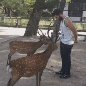 日本奈良的鹿匪究竟有多流氓?你喂了才知道!