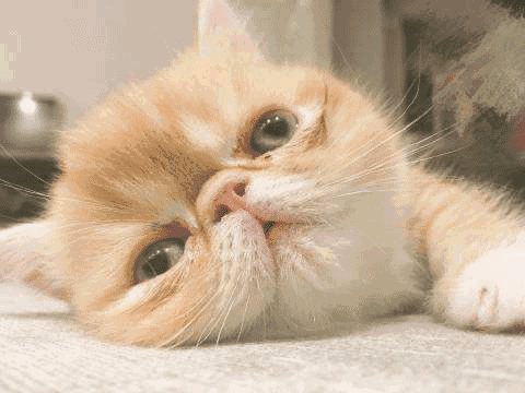 ></p></a> 喝酒去动物动态图片大全集 动物大全  猫喝醉酒了,搞笑动物,猫咪