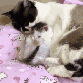 喵:嘤嘤嘤~人家还是宝宝当然要有人陪睡.