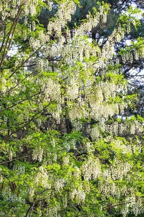 资讯|抚顺市第四届高尔山槐花节隆重启幕