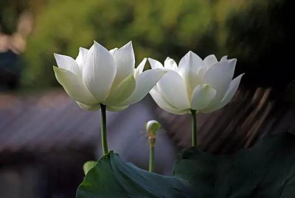 莲花在佛教中的意义是什么 洁白的莲花在佛教中有三个