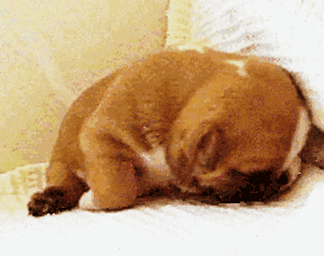 狗狗睡觉打呼噜,旁边的猫咪一脸的生无可恋!好气啊周末难得睡个懒觉