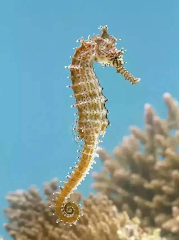 青田首届海洋生物展开始啦~还没领取门票的小伙伴点我