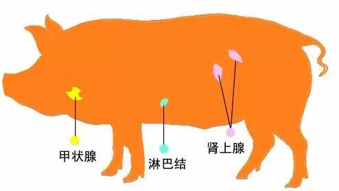 猪,牛,羊等动物体上的甲状腺,肾上腺,病变淋巴腺是三种"生理性有害