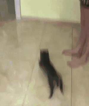只要进入猫的视线范围,必定会被拍打在喵爪之下,但下面这只小猫,为了