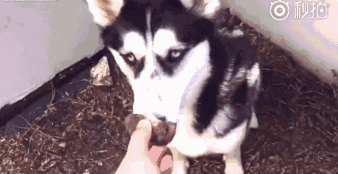 你给我解释解释~ 哈:这是汪的零食,你还给俺~ 宠主:你484傻啊,这还能