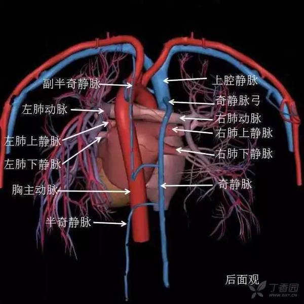 所以看不到颈内静脉和锁骨下静脉汇合成头臂静脉,也看不到右侧颈总