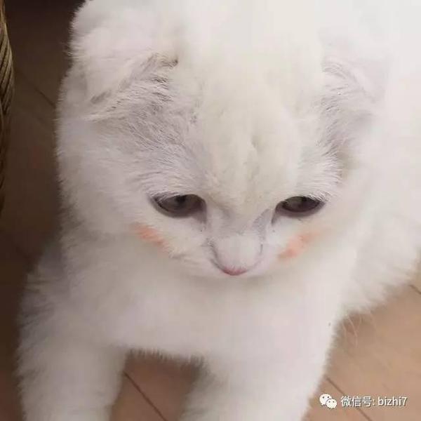 可爱猫咪头像:一只涂了腮红的小白猫 ps:原版高清无水印版请 微信公众