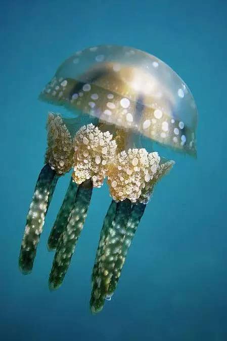 海月水母 弱势群体