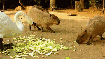 大鹅不仅要咬你,咬住了之后还要扭动头部,来一场轻量级死亡翻滚