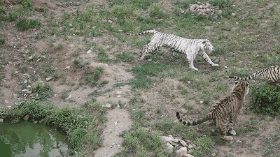 【动物世界&蓝睛直播】线上科普小学堂开课啦!