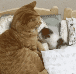 这是小猫竟胆小到不敢睡觉,每次睡觉都会叫两声,然后.