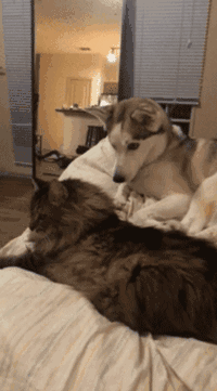 哈士奇手贱的戳了一下猫咪后,它的表情亮了!