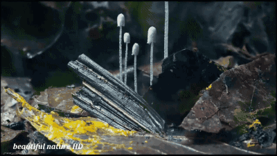 科普丨蘑菇到底是不是植物?