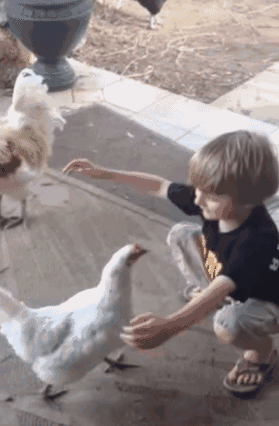 每当清晨第一束阳光照亮房间 这只小猫咪就会笨笨地爬上床 一步一步