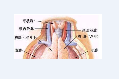 胸腺瘤病人有哪些症状?