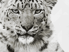 豹 豹子 壁纸 动物 桌面 243_182 gif 动态图 动图