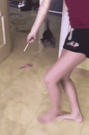 这是一只壁虎猫