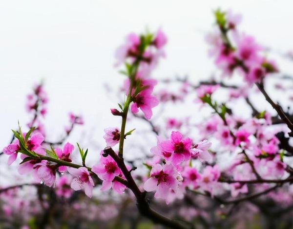 命犯桃花多风流的八字