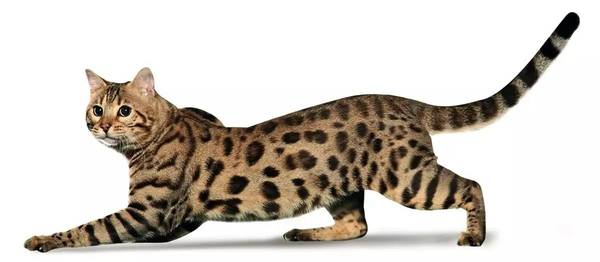 豹纹 5 号代表 深沉风中华狸花猫 中华狸花猫可以说得上是本土的小豹子,并且这几年开始在国际上逐渐被一些猫协会所承认。中华狸花猫的斑纹相比之下要深沉许多,两种颜色都是墨色或者深棕色,身体偏瘦,头上有M斑纹,身上的斑纹主要被称为鱼骨刺或斑点纹,身体上的斑纹主要是连贯的,到了腹部则会有一些散射斑点。中华狸花猫的风格比较大气沉稳,就像是T台上穿着商务装缓缓走来的型男。 此篇出自《宠物世界猫迷》2016年9月刊,想看更多内容可以点击阅读原文上我们杂志微店购买纸质杂志。