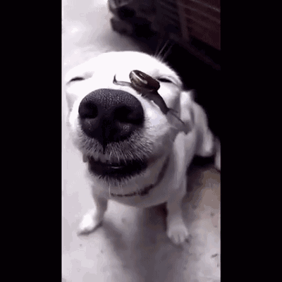 狗狗睡醒突然发现有只蜗牛在脸上爬,结果.