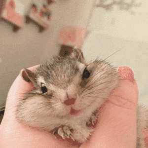 一只小花栗鼠,你怎么可以那么幸福?