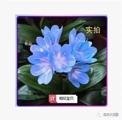 淘宝上的蓝色君子兰 还有这种开蓝色花的君子兰,号称是蓝魔.