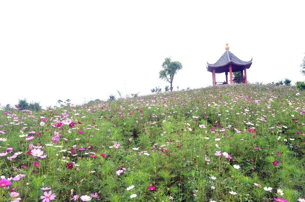 香草节期间 你可以品尝到仁义特色农家九大碗 乘热气球赏千亩花海