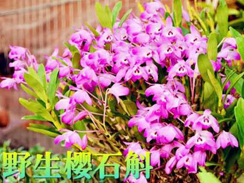 百度检索量:30 第19名:野生尖刀唇石斛