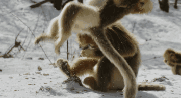 355_194gif 动态图 动图