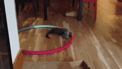 每日一笑,不听不听我不听,王八在念经,哈哈哈