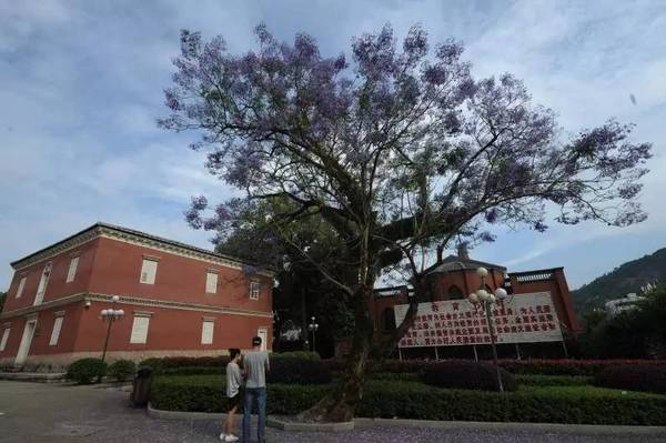 【大美罗川】罗源一中:好一树紫楹花哟!