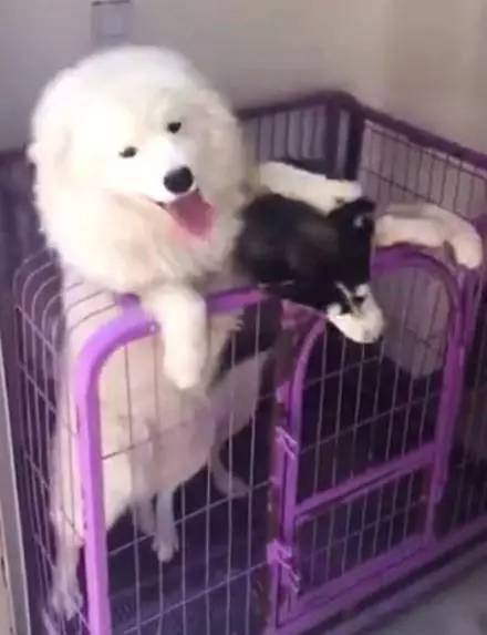 为了得到主人注意 天使萨摩耶竟然一脚把哈士奇往外推 萨摩耶:主人,你