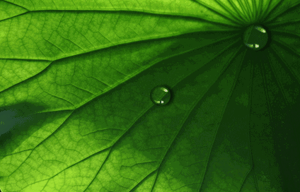 背景 壁纸 绿色 绿叶 树叶 植物 桌面 424_272 gif 动态图 动图