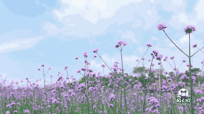 五月,福州,这些美爆了的花海你都去过了么?