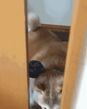 280_350 竖版 竖屏