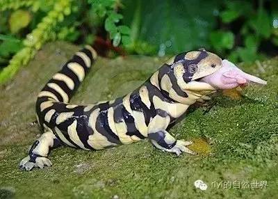 有尾目爱好者的首选—虎纹蝾螈(ambystoma tigrinum)