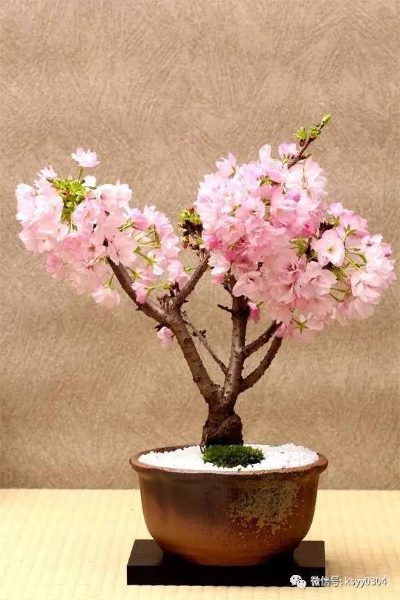 矮化樱花盆景试验