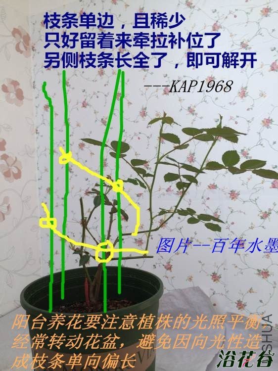 如何修剪月季(实物图解)