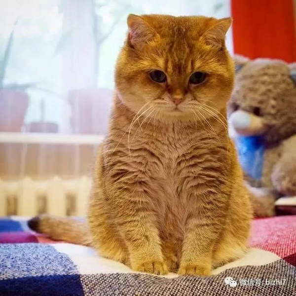 猫咪头像,大肥猫hosico