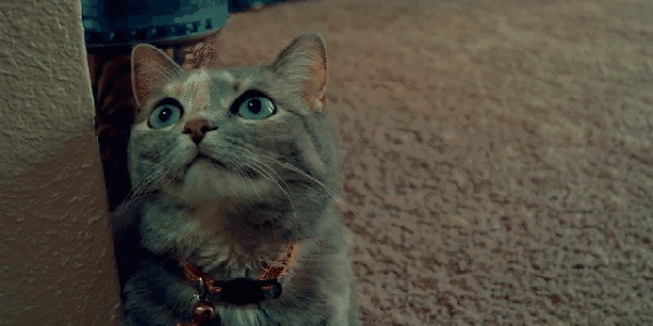 让喵星人欲罢不能逗猫器,主人不在家也能high