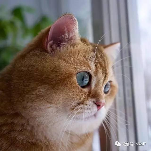 猫咪头像,大肥猫hosico