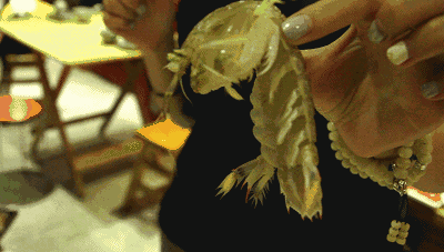 母蟹丰满,满满的蟹膏真的是超级的满足.