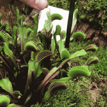 壁纸 花 植物 桌面 蕨类 360_360 gif 动态图 动图